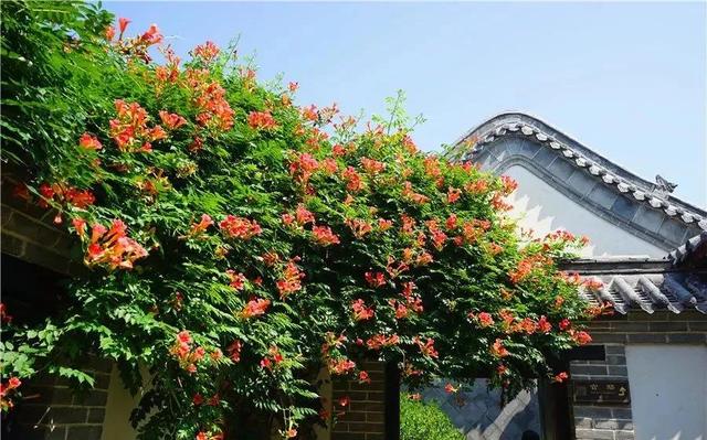 花的种类及花语，花的种类及各自花语（常见植物图鉴，出门识花不求人）