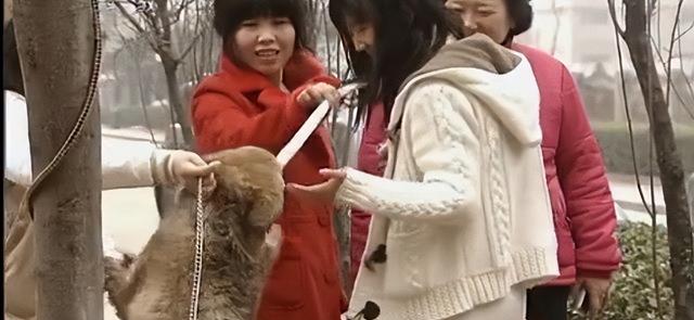 狼的寿命，北极狼的寿命（2008年陕西男子捡到一条“狗”）