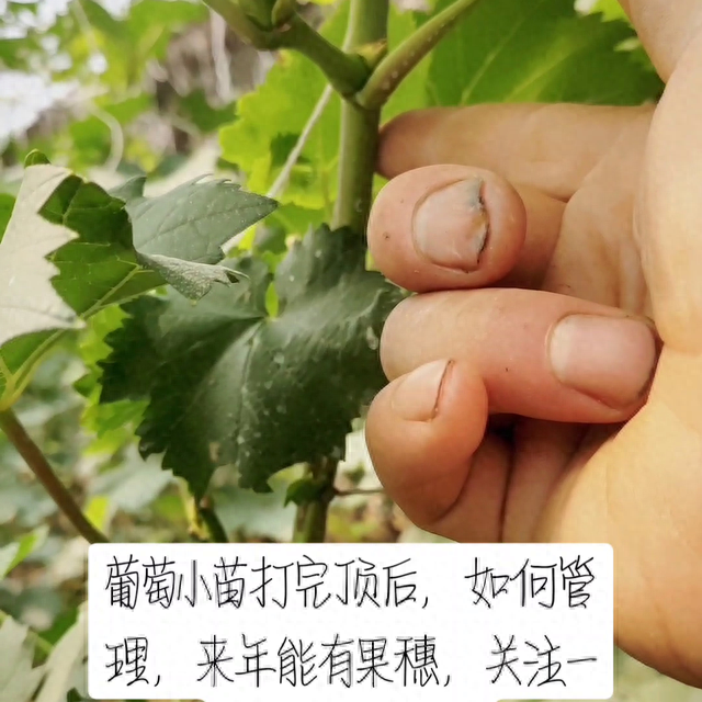 盆栽葡萄种植技术视频，盆栽葡萄的种植技术详细教程（，葡萄小苗如何管理来年有花穗，#了解种植技术点红心关注）