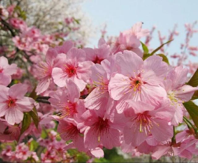 樱花寓意和象征意义，樱花寓意和象征意义是什么（樱花代表什么意思）