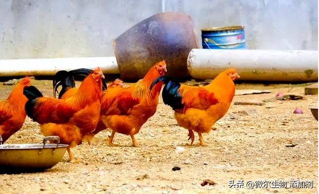 农村养牛技术和饲养方法，如何科学养牛技术（掌握正确养鸡的方法）