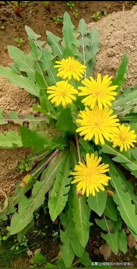 风景美图，风景美图壁纸（鲜花争艳，美景如画，过目不忘）