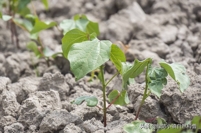 谷雨和雨水的区别，雨水和谷雨的区别（二十四节气之“谷雨”）