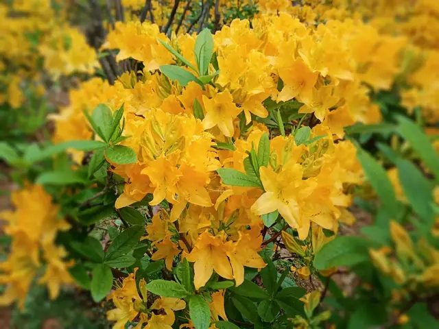 无怨无悔爱一场是什么歌，无怨无悔爱一场是什么歌曲（《梦里杜鹃花》为爱发声）