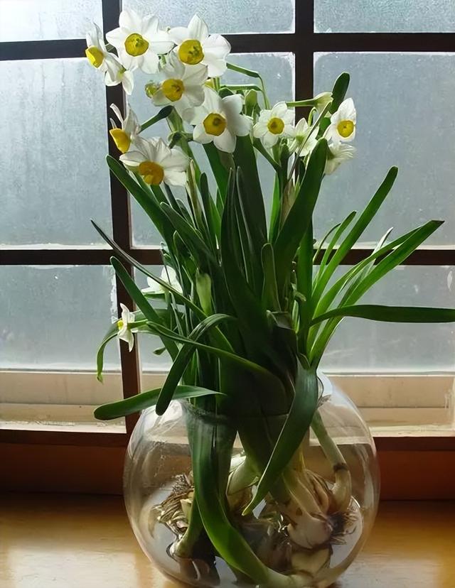 梅花象征什么，梅花象征什么青松象征什么雪花象征什么（中国十大名花排行榜）