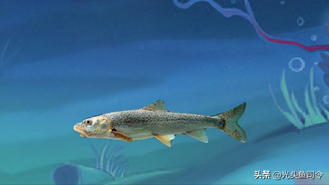 长江名贵鱼前十名，10大凶猛淡水鱼（我国保护的鱼类有87种）