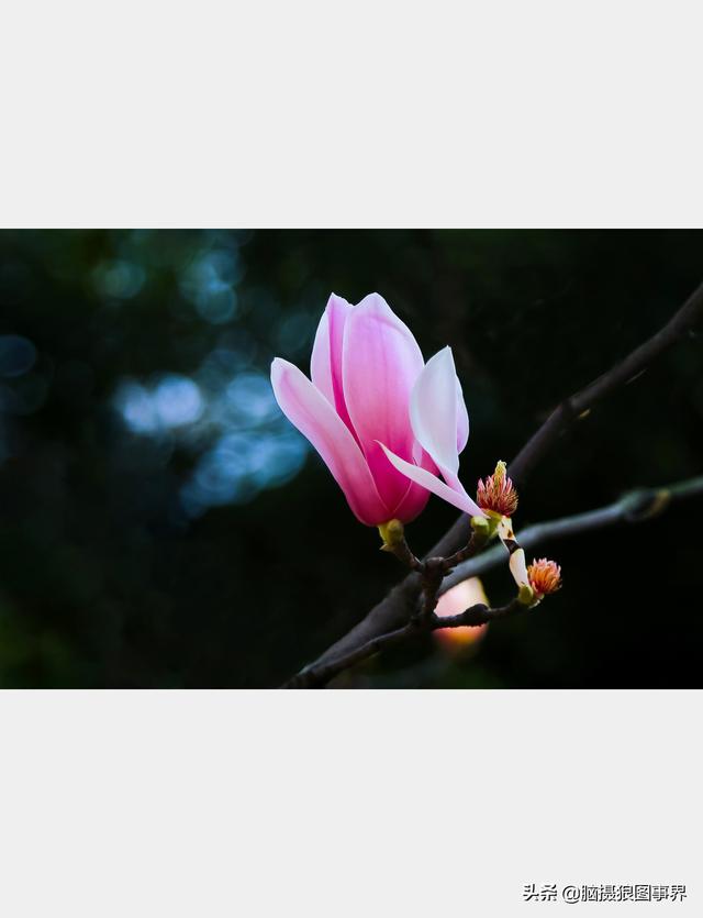 高光质感背景图，高清高级感背景图（若有这6个错误的深色背景照片）