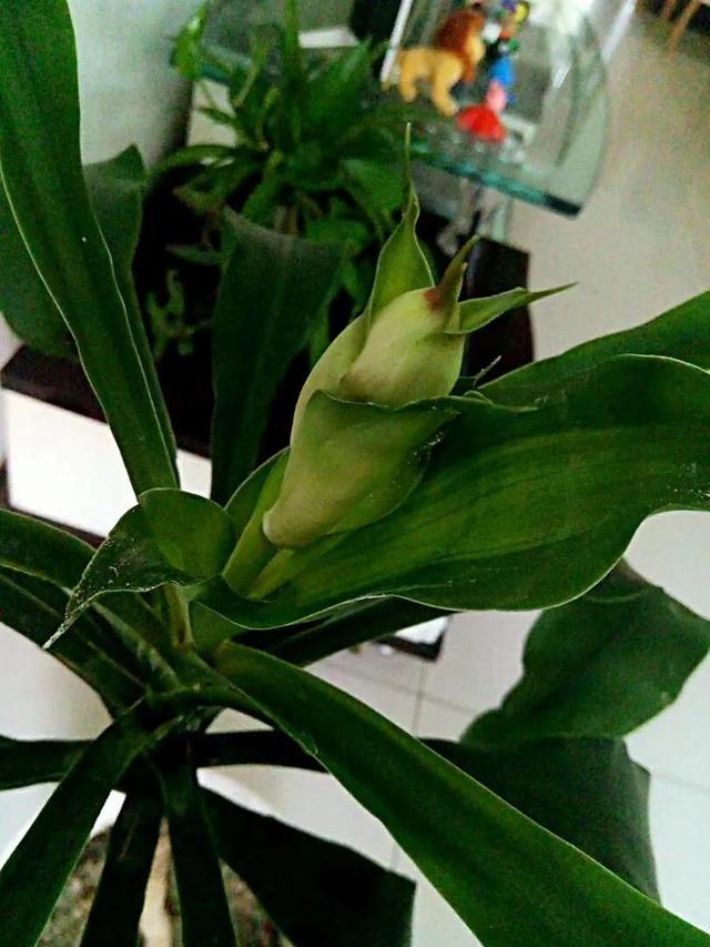 巴西木(巴西木开花,巴西木开花全过程记录(巴西木开花图片欣赏)