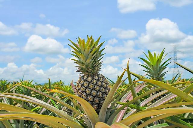 凤梨里面是籽还是虫，凤梨里面的是黑籽还是虫卵（现在还有多少人不知道菠萝和凤梨的关系）