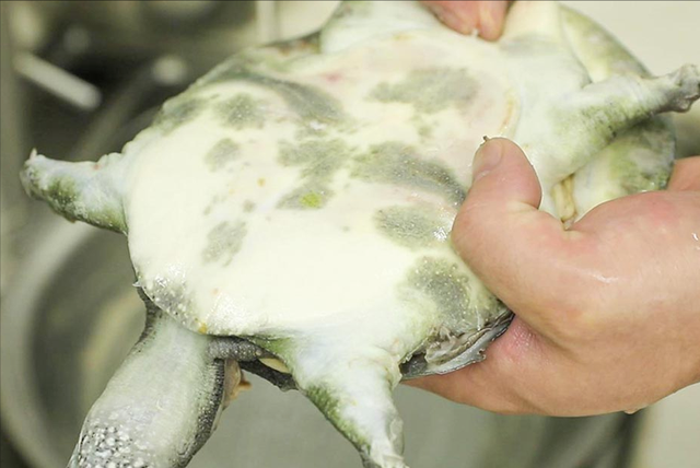 炖鸡汤放什么调料，炖鸡都用什么调料好_炖鸡放啥调料好（这5道滋补鸡汤）