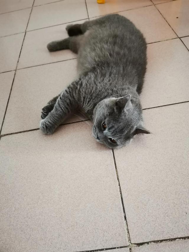 小灰灰可爱图片，好可爱的小灰灰，微信头像（我的动物朋友一一小灰灰）