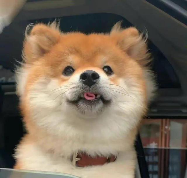 可爱漫画小狗头像微信，可爱漫画小狗头像（治愈系小柴狗头像）