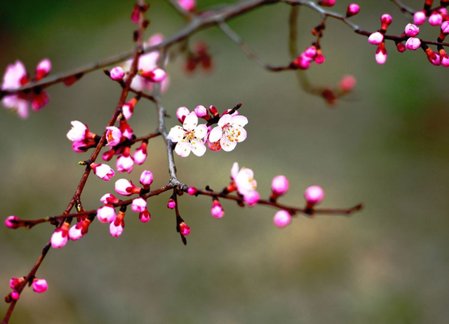 归来试把梅花看,春在梅稍已十分.