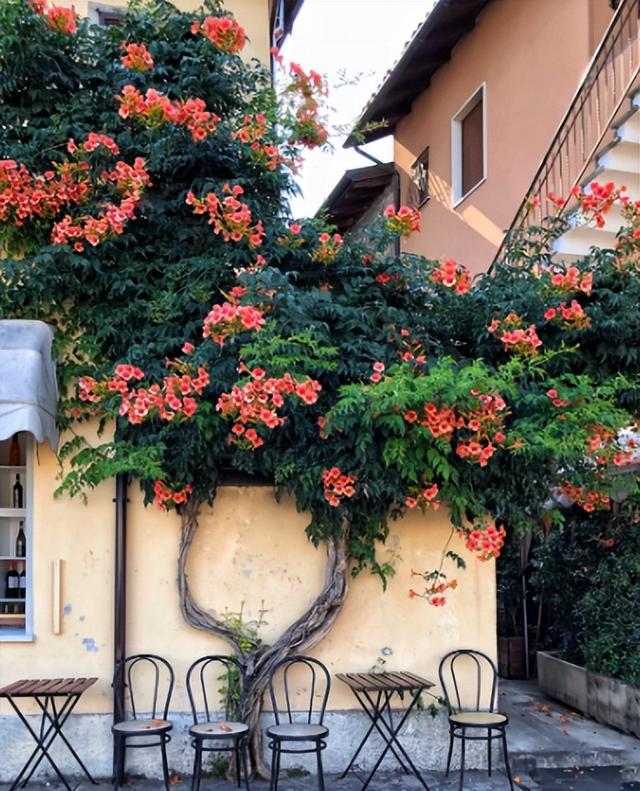 什么花最好看，什么花最高贵最优雅（爬到墙上做“花海”）