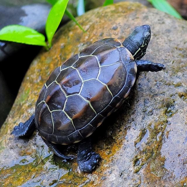 宠物乌龟起什么名字好，浅谈常见宠物乌龟种类-新手饲养篇