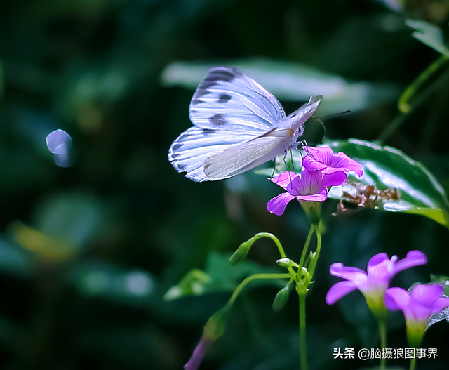 拍照片基本技巧，拍照片基本技巧和方法（可以提升照片的美感）