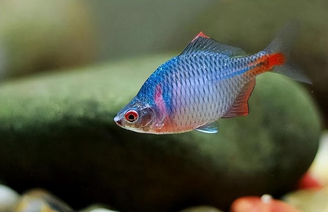 鸸鹋的养殖为什么不挣钱(曾被人嫌弃的它,如今更高200元1条,值得养殖