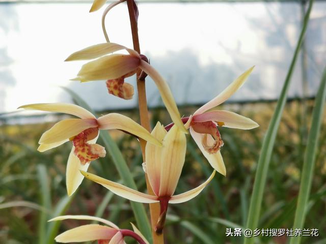 蕙兰什么时候开花，大花蕙兰什么时候开花（从没见过开花怎么办）