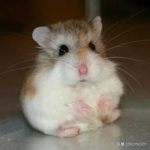 新手怎么养仓鼠，新手养仓鼠应该准备什么（<新买的仓鼠如何快速上手>）