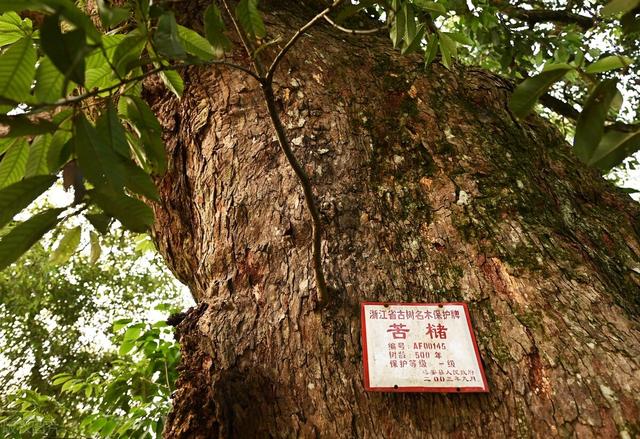陀螺果什么植物，长得好看也别采摘和食用