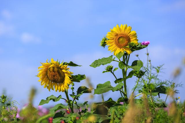 不懂爱情的语录，不懂爱情的说说,短句（写给某人：你不懂我的悲伤）