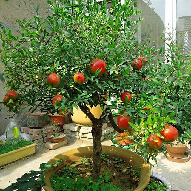 院子里最旺宅的果树有哪些，院子里最旺宅的果树有哪些品种（庭院种六树）