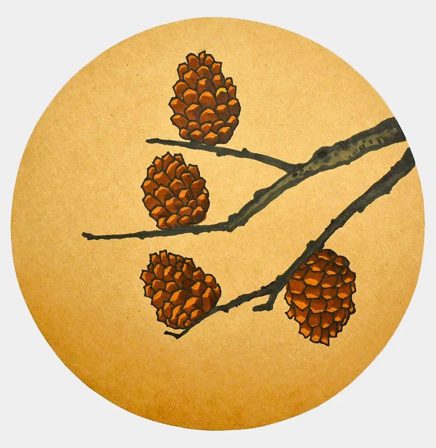 用棕色涂出松果较深的颜色细心地为每一个松果涂上颜色接下来选择绿色