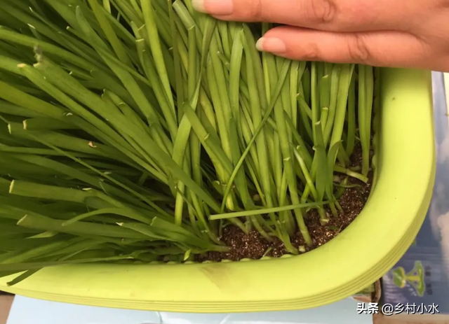 菲菜怎么做好吃，韭菜的做法有哪些（在家用泡沫箱种韭菜）