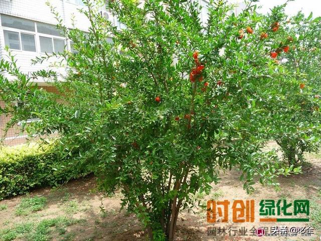 凤凰木的价格和凤凰木的观赏用途，凤凰木百度百科（看土豪们最爱的庭院树是哪些）