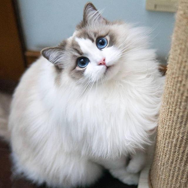 加菲猫价格多少钱一只，加菲猫多少钱一只（脾气“无敌棒”的4种猫）