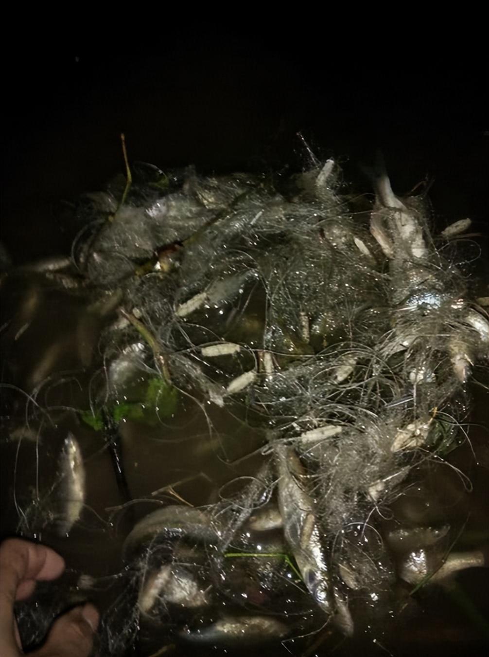 钓鱼人必看！专业钓鱼网揭秘技巧与装备，助你轻松上鱼，提升垂钓乐趣与实战经验