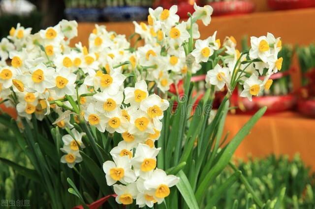 送百合花代表什么意思，百合花代表什么象征意义（<百合>不同的百合代表什么呢）