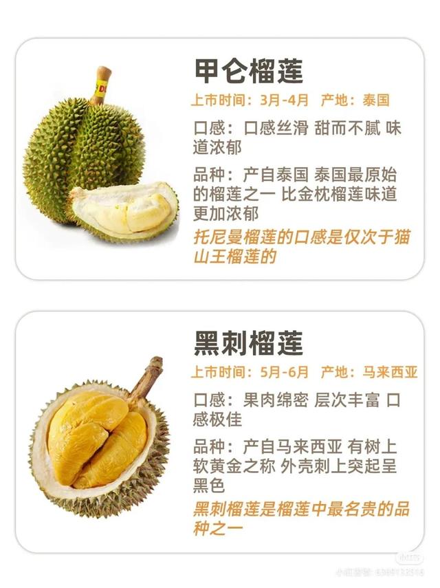 苏丹王榴莲是什么季节，苏丹王榴莲是什么季节的（常见榴莲的区别及口感）
