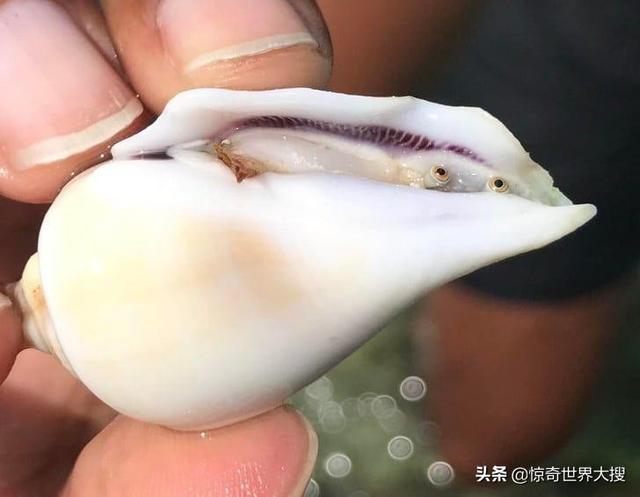 广岛辐射后的蛇，切尔诺贝利有变异的蛇吗（广岛核爆后留下的人影）