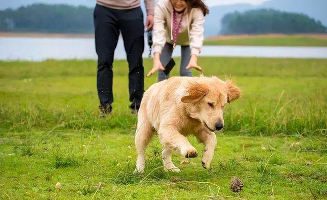 养大狗的女生不能要，为什么女人不能养狗尤其是大狗（为何不建议养“大狗”）