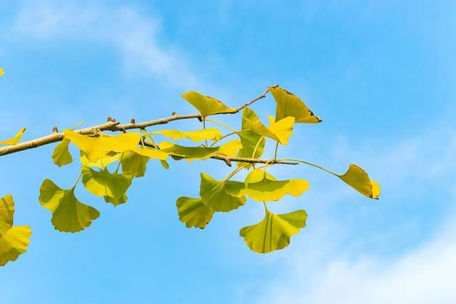 丹桂飘香是什么季节，丹桂飘香是什么季节草长莺飞是什么季节（丹桂飘香、蟹肥菊黄）