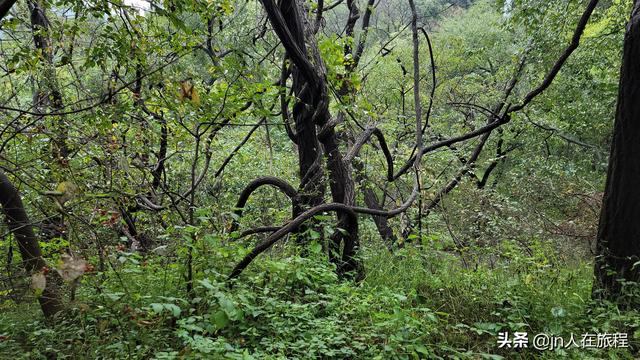 厦门龙洞风景区，厦门龙洞风景区门票多少（厦门龙洞：罕见的峡谷地貌）