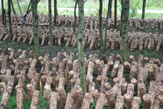 冬菇是什么，冬菇和香菇的区别（长在“毒树”上的香菇）