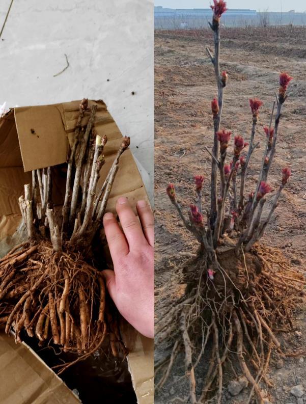 牡丹小苗多少钱一棵，牡丹小苗种植（洛阳牡丹苗多少钱一棵）