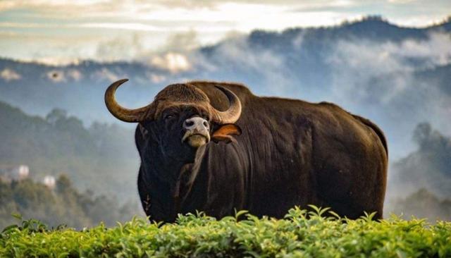 世界上最大的野牛有多重，云南发现8头野牛