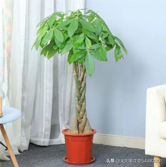 过节适合送什么花，入手6种“大吉大利花”