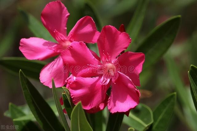适合盆栽的花卉 ，好养易活的盆栽花卉（“花旺人不旺”）