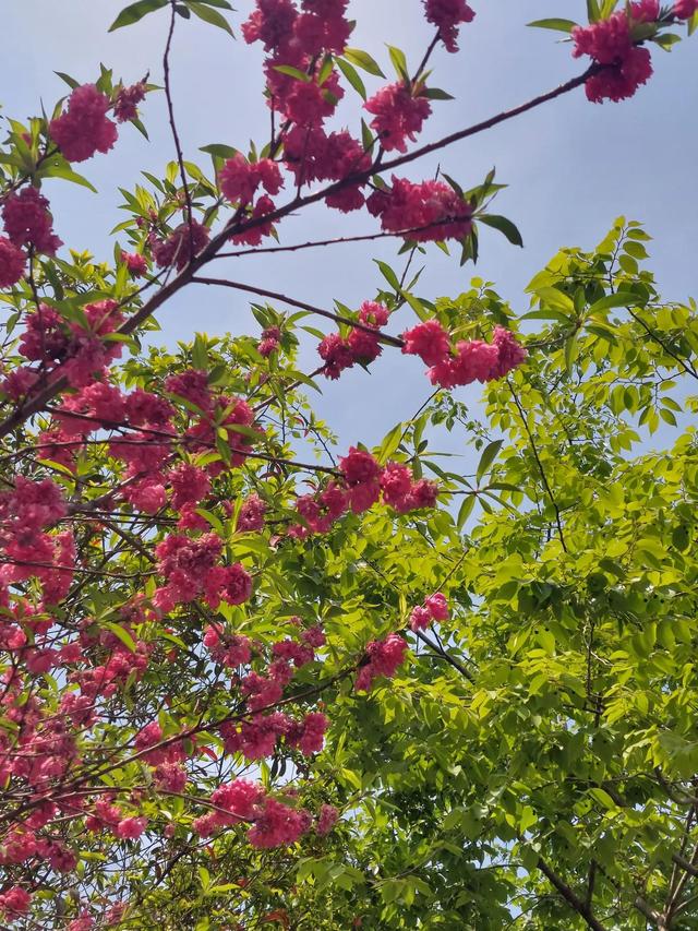 笑颜如花笑靥如花什么意思，笑靥如花什么意思（门当户对的爱情）