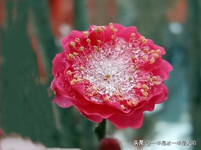 冬日情怀随笔，足以慰心尘<三章>