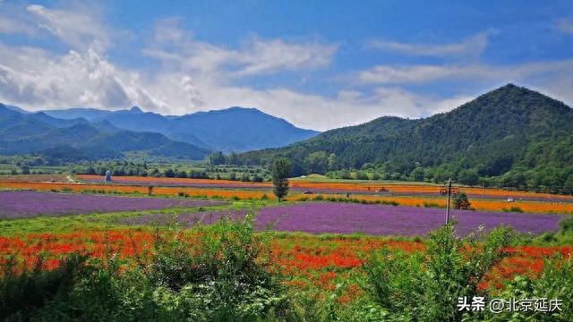 延庆“四季花海”景观焕新正当时 丰富游客游玩体验