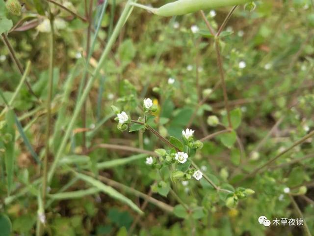 那些四月里开出绚烂花儿的野生植物们，四月有什么花开花