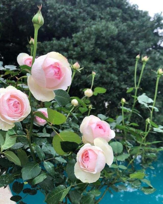 仙度瑞拉月季，仙度瑞拉是哪个公主（分享图片一一一灰姑娘月季）