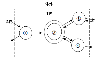 近心端和远心端示意图（中考生物一轮复习）