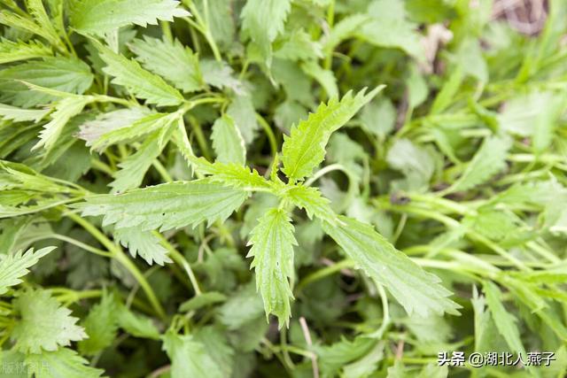 农村100种野菜图片，野菜的种类（常见的野菜图片与名字）