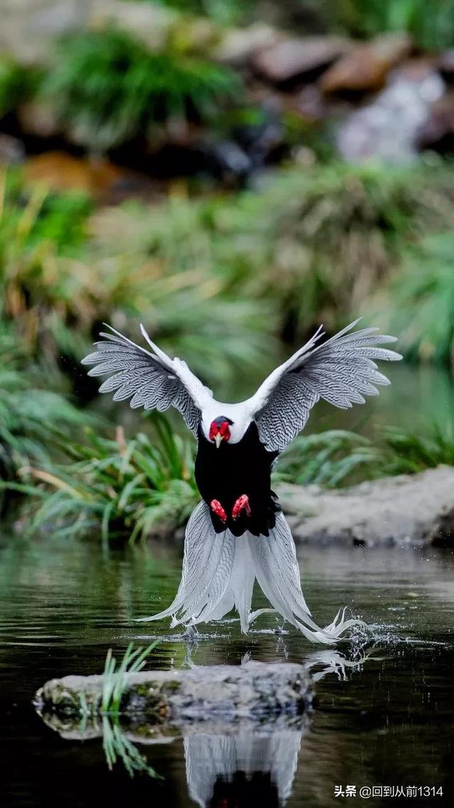 白娴鸟（白娴鸟图片，白娴鸟怎样的养殖（白鹇鸟唯美图片）